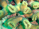 Coral flor<br />(Eusmilia fastigiata)