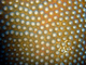 Coral gran estrella<br />(Montastraea cavernosa)