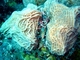 Coral hoja de lechuga<br />(Agaricia agaricites)