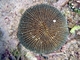 Coral hongo<br />(Fungia fungites)