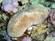 Coral hongo Ctenactis crassa<br />(Ctenactis crassa)