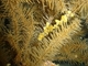Coral negro<br />(Antipathes wollastoni)