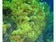 Coral ondulante amarillo<br />(Turbinaria mesenterina)