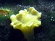 Coral ondulante amarillo<br />(Turbinaria mesenterina)