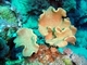 Coral oreja de elefante<br />(Sarcophyton trocheliophorum)