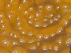 Coral platillo<br />(Agaricia fragilis)