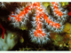 Coral rojo<br />(Corallium rubrum)