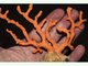 Coral rojo<br />(Corallium rubrum)
