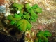 Coral sol negro<br />(Tubastrea micrantha)