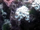 Coral trompeta<br />(Caulastrea furcata)