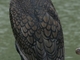 Cormorán grande<br />(Phalacrocorax carbo)