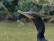 Cormorán neotropical<br />(Phalacrocorax brasilianus)