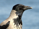 Corneja gris<br />(Corvus cornix)