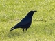 Corneja negra<br />(Corvus corone)