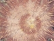 Corona de espinas<br />(Acanthaster planci)