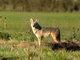 Coyote<br />(Canis latrans)