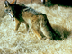 Coyote<br />(Canis latrans)