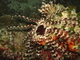 Crinoideo común<br />(Lamprometra klunzingeri)
