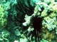 Crinoideo espinoso<br />(Colobometra perspinosa)