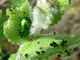 Crisomela herbácea<br />(Chrysolina herbacea)