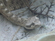Crótalo cornudo de Mojave<br />(Crotalus cerastes)