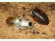 Cucaracha gigante<br />(Blaberus giganteus)