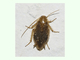 Cucaracha menor<br />(Capraiellus panzeri)