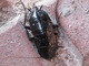 Cucaracha negra<br />(Blatta orientalis)