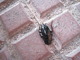 Cucaracha negra<br />(Blatta orientalis)