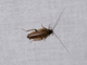 Cucaracha pardusca<br />(Ectobius lapponicus)