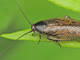 Cucaracha pardusca<br />(Ectobius lapponicus)