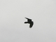 Cuervo<br />(Corvus corax)
