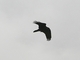 Cuervo<br />(Corvus corax)
