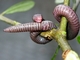 Culebrilla ciega<br />(Blanus cinereus)