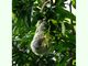 Cuscús manchado<br />(Spilocuscus maculatus)