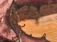 <i>Cyclommatus metallifer</i>