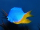 Damisela azul celeste<br />(Chrysiptera hemicyanea)