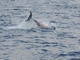 Delfín común<br />(Delphinus delphis)