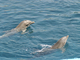 Delfín mular<br />(Tursiops truncatus)