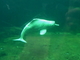 Delfín rosado<br />(Inia geoffrensis)