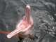 Delfín rosado<br />(Inia geoffrensis)