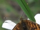 Doncella común<br />(Melitaea athalia)
