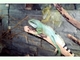 Dragón acuático chino<br />(Physignathus cocincinus)