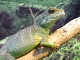 Dragón acuático chino<br />(Physignathus cocincinus)