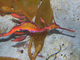 Dragón marino común<br />(Phyllopteryx taeniolatus)