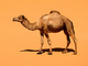 Dromedario<br />(Camelus dromedarius)