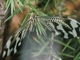 Duende<br />(Nemoptera bipennis)