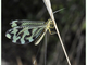 Duende<br />(Nemoptera bipennis)