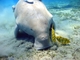 Dugongo<br />(Dugong dugon)