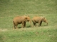 Elefante africano<br />(Loxodonta africana)